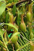 Nepenthes Pitcher Plant (Nepenthes alata), Sydney botanic garden NSW Australia
