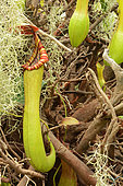 Nepenthes Pitcher-Plant (Nepenthes truncata), Sydney botanic garden NSW Australia