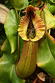 Nepenthes Pitcher-Plant (Nepenthes truncata), Sydney botanic garden NSW Australia