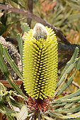 Candlestick Banksia (Banksia attenuata), Lesueur national park, WA, Australia