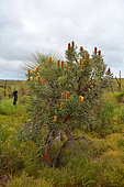 Candlestick Banksia (Banksia attenuata), Yanchep national park, WA, Australia