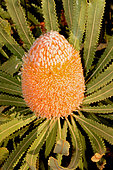 Burdett's banksia (Banksia burdettii, Perth, WA, Australia