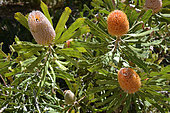 Giant Banksia (Banksia grandis), Perth, WA, Australia