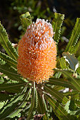 Giant Banksia (Banksia grandis), Perth, WA, Australia