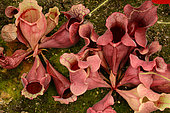Purple pitcherplant (Sarracenia purpurea), Sydney botanic garden, NSW, Australia