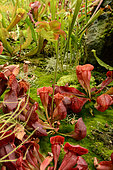 Purple pitcherplant (Sarracenia purpurea) in bloom, Sydney botanic garden, NSW, Australia