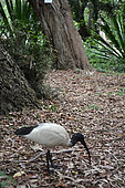 Australian white ibis (Threskiornis Threskiornis moluccus), Sydney, NGS, Australia