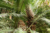 Pineapple zamia (Lepidozamia peroffskyana), NSW, Australia