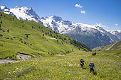 Hikers at the altitude of 1951 m on the path to the neck of Lake Goléon, Valley of the hamlet of Valfroide in the massif of Oisans with La Meije (3983m) in the background, Ecrins National Park, Hautes-Alpes , La France