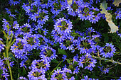 Cushion fanflower (Scaevola crassifolia), Perth, WA, Australia