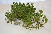 Cushion fanflower (Scaevola crassifolia), Nambung National Park, WA, Australia