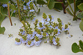 Cushion fanflower (Scaevola crassifolia), Nambung National Park, WA, Australia