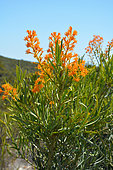 Moodjar (Nuytsia floribunda), Lesueur National Park, WA, Australia