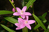 Willow-leaved crowea (Crowea saligna) flowers, Sydney Manly, NGS, Australia