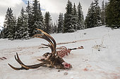 Carcass of Red Deer (Cervus elaphus), eaten by wolves, on the Vercors plateau, France
