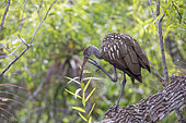 Limkin (Aramus guarauna) in the Everglades Swamp, Florida, USA