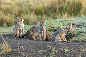 Black-backed Jackal (Canis mesomelas), young at the burrow where they hide, Masai-Mara National Reserve, Kenya
