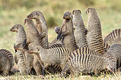Banded Mango (Mungos mungo), troop on alert, Masai-Mara Reserve, Kenya