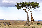 Masai Giraffe (Giraffa tippelskirchi) male in plain and zebra, Masai-Mara National Reserve, Kenya