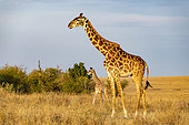 Masai Giraffe (Giraffa tippelskirchi), female and young, Masai-Mara National Reserve, Kenya