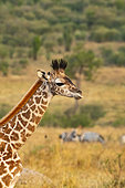 Masai Giraffe (Giraffa tippelskirchi), young portrait, Masai-Mara National Reserve, Kenya