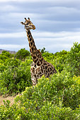 Masai Giraffe (Giraffa camelopardalis tippelskirchi), female, Masai-Mara National Reserve, Kenya