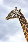 Masai Giraffe (Giraffa tippelskirchi), portrait, Masai-Mara National Reserve, Kenya
