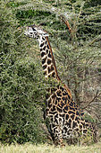 Masai Giraffe (Giraffa tippelskirchi), eating, Masai-Mara National Reserve, Kenya