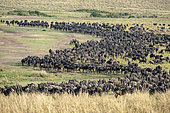 Blue wildebeest (Connochaetes taurinus), Migratory flock, Masai-Mara Reserve, Kenya