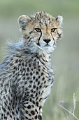 Cheetah (Acinonyx jubatus), 4/5 months old, Masai-Mara National Reserve, Kenya