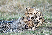 Cheetah (Acinonyx jubatus), female cleaning her cubs, Masai-Mara Game Reserve, Kenya
