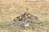 Cheetah (Acinonyx jubatus), female cleaning her cubs, Masai-Mara Game Reserve, Kenya