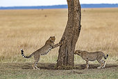 Cheetah (Acinonyx jubatus), young smelling markings on a trunk, Masai-Mara National Reserve, Kenya