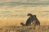 Cheetah (Acinonyx jubatus), female and youngat sunrise, Masai-Mara National Reserve, Kenya