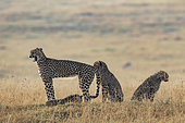 Cheetah (Acinonyx jubatus), female and youngat sunrise, Masai-Mara National Reserve, Kenya