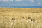 Cheetah (Acinonyx jubatus), female and young moving in tall grass in the dry season, Masai-Mara National Reserve, Kenya