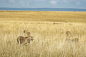 Cheetah (Acinonyx jubatus), female and young moving in tall grass in the dry season, Masai-Mara National Reserve, Kenya