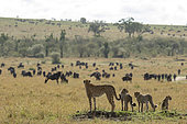 Cheetah (Acinonyx jubatus), female and young looking at wildebeest in the plain, Masai-Mara National Reserve, Kenya