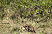Cheetah (Acinonyx jubatus), female suffocating an impala, Masai-Mara National Reserve, Kenya