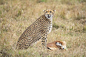 Cheetah (Acinonyx jubatus), female calling her young to eat, Masai-Mara National Reserve, Kenya