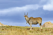 Eland (Taurotragus oryx), male, Masai-Mara Reserve, Kenya