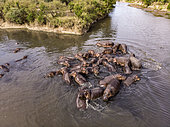 Hippopotamus (Hippopotamus amphibius), Troop in Mara River seen from drone, Masai-Mara Reserve, Kenya