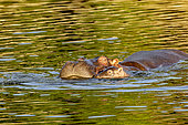 Hippopotamus (Hippopotamus amphibius), female and her young, Masai-Mara Reserve, Kenya