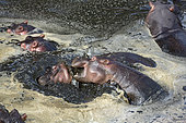 Hippopotamus (Hippopotamus amphibius), troupe in the Mara River, Masai-Mara Reserve, Kenya