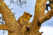 Leopard (Panthera pardus), male at rest, Masai-Mara National Reserve, Kenya