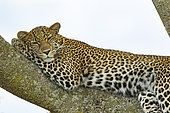Leopard (Panthera pardus), female at rest, Masai-Mara National Reserve, Kenya