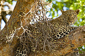 Leopard (Panthera pardus), female at rest, Masai-Mara National Reserve, Kenya