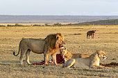 Llion (Panthera leo), male and female eating, watched by spotted hyenas, Masai-Mara Reserve, Kenya