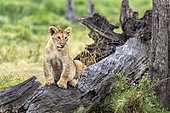 Lion (Panthera leo), lion cub on a dead tree, Masai-Mara Reserve, Kenya