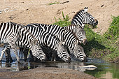 Grant's zebra (Equus burchelli granti), group drinking, Masai-Mara game reserve, Kenya